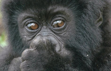 Rwanda, DR Congo, Uganda tour 12 days