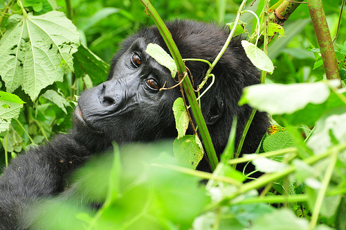 Rwanda Tourism in General