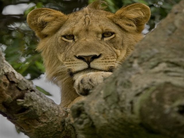 Uganda safaris
